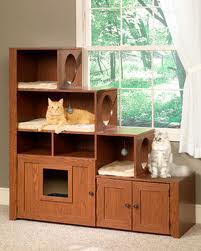 Managing a Multi cat Household Veterinarians Canton New York